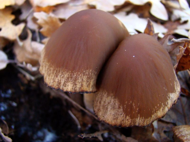 fungo da identificare 2